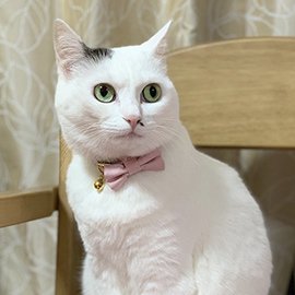 ピンクのリボン付き猫首輪をした猫