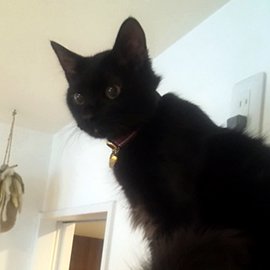 タータンチェックの猫用首輪をした黒猫