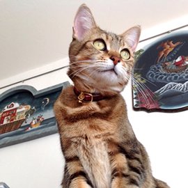 赤いタータンチェックの猫用首輪をしたキジトラ猫