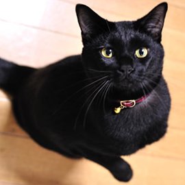 赤いタータンチェックの猫用首輪をした黒猫