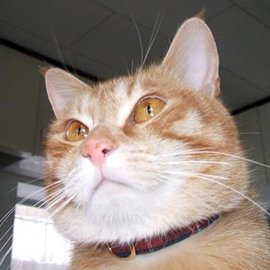 赤いタータンチェックの猫用首輪をした茶色の猫