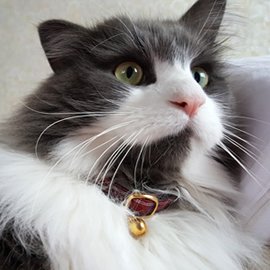 赤いタータンチェックの猫用首輪をした長毛の猫