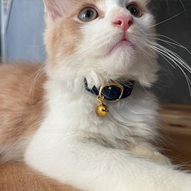 青い星柄の子猫用首輪をしたノルウェージャンフォレストキャットの猫