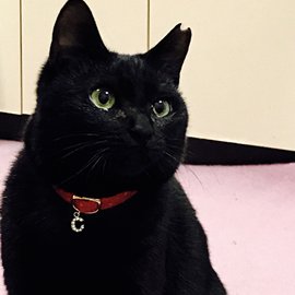 赤い首輪をした黒猫