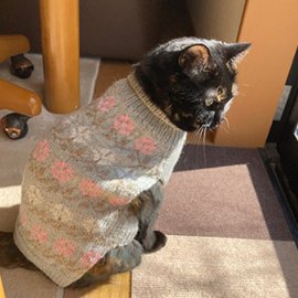 手編みの花柄セーターを着た猫