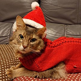 赤いセーターを着た猫