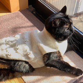 白い手編みのセーターを着た猫
