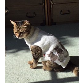 白い手編みのセーターを着た猫