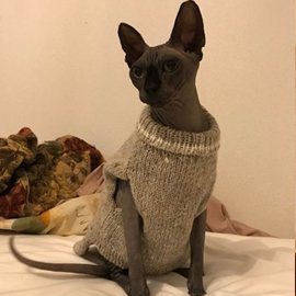 手編みのセーターを着た猫