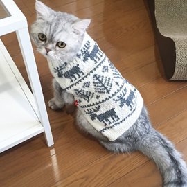 手編みのセーターを着た猫