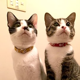 梅柄和風の猫用首輪をした２匹のかわいい子猫
