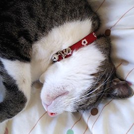 赤い和風猫用首輪をして寝転ぶ猫