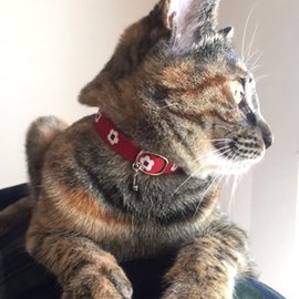 梅柄の赤い和風猫用首輪をしたキジトラ猫