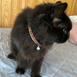 タータンチェックの猫用首輪をした黒猫