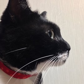 赤の猫用首輪をした白黒猫