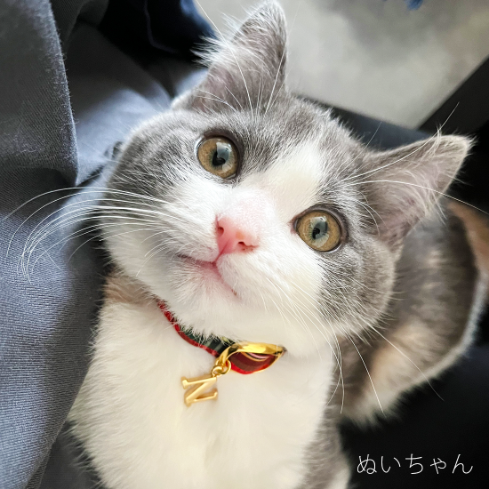 conoha ストア 猫 首輪