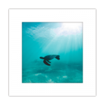 ȥȥ졡008-turtle