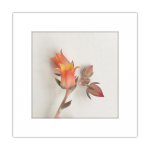 ȥȥ졡012-flower