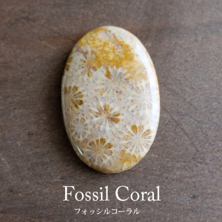 フォッシルコーラル（化石珊瑚）天然石 ルース オーバル型 石包み 