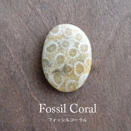 フォッシルコーラル（化石珊瑚）天然石 カボションルース オーバル型