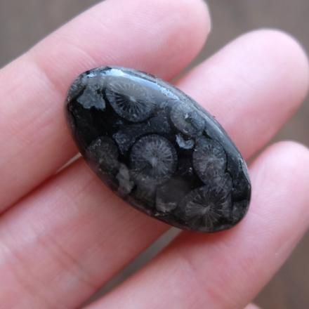 珊瑚 琥珀 象牙風 パール アクセサリー まとめ ネックレス