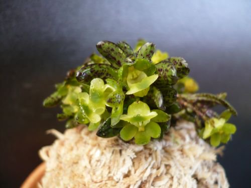 山野草販売 野生蘭 ＊花和園芸＊ 食虫植物 斑入り