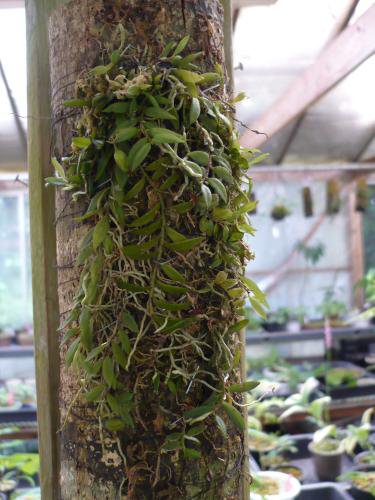 山野草販売 野生蘭 ＊花和園芸＊ 食虫植物 斑入り