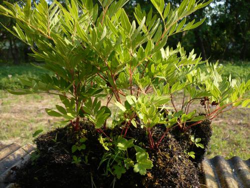 山野草販売 野生蘭 ＊花和園芸＊ 食虫植物 斑入り