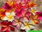 Plumeria Clip