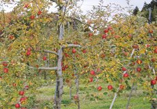 葉をあまりつまないちば農園のりんごの木
