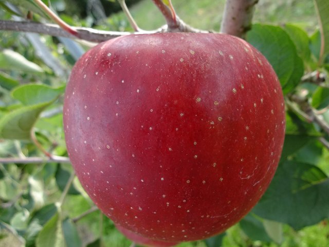 北斗　10月末から11月中旬の収穫　現在品切れです。当店の人気NO1商品　りんご界の鬼っ子と呼ばれる。農家を泣かせ、お客様を喜ばせた品種。最高の食味。。画像１