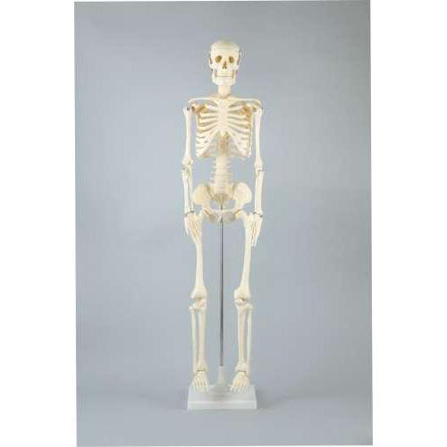 人体骨格模型 85cm 008850 理科教材 生物 美術教材・理科教材 学校教材