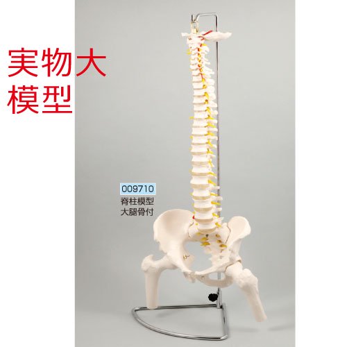 脊柱模型　大腿骨付 009710 理科教材 生物 美術教材・理科教材 学校教材の専門店 美工社