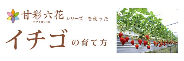 甘彩六花(アマイロリッカ)シリーズを使ったイチゴの育て方