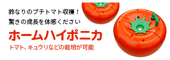 鈴なりのプチトマト収穫！驚きの成長を体感ください ホームハイポニカ
