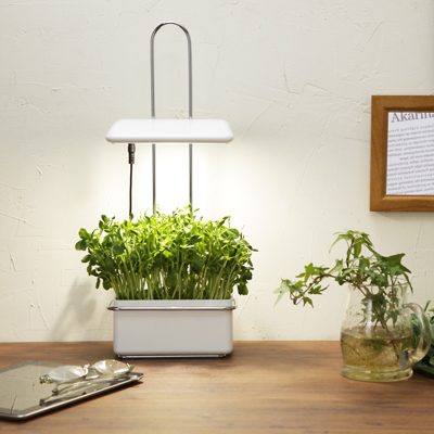 家庭用水耕栽培器 灯菜 Akarina 楽天市場】水耕栽培キット 灯菜 アカリーナ Akarina01 OMA01