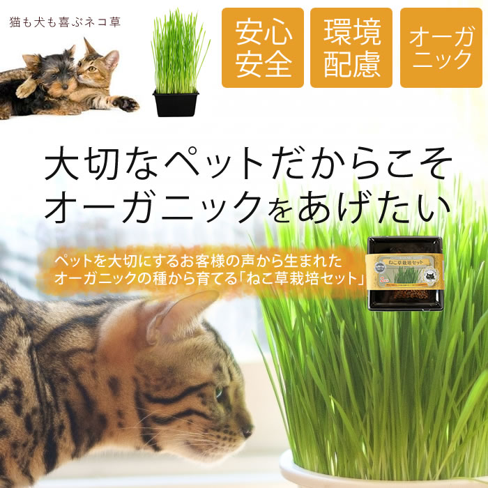 営業 猫草 水耕栽培セット エン麦の種 50g イエロー