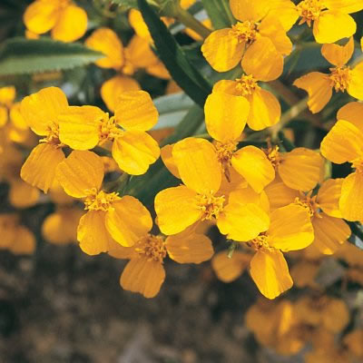 有機種子 ミントマリーゴールド メキシカンマリーゴールドエディブル