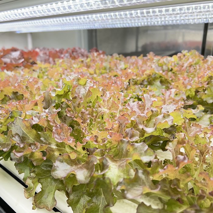 植物育成ライト LED GG 新型おやさい ライト 900mm 【5本以上専用】 - 水耕栽培専門店エコゲリラ