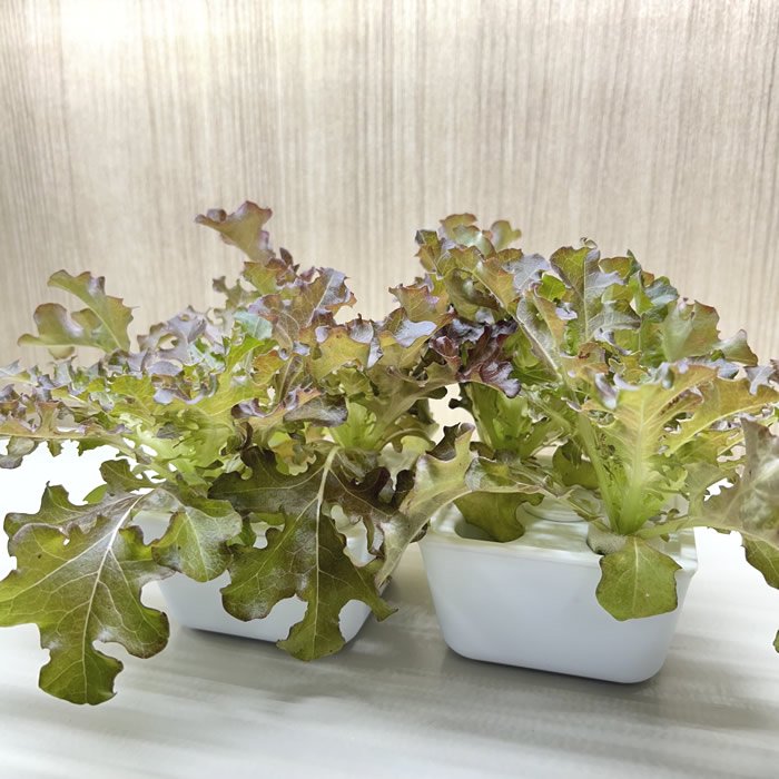 アボカド栽培ホルダー - アボカドツリー栽培キット | 鉄製