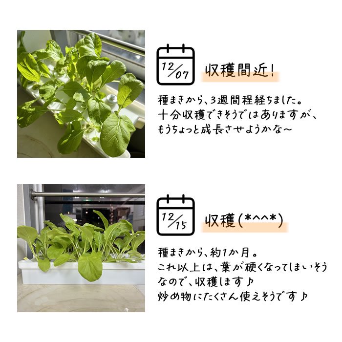 水耕栽培 栽培ケース 栽培容器 13株分 - 水耕栽培専門店エコゲリラ