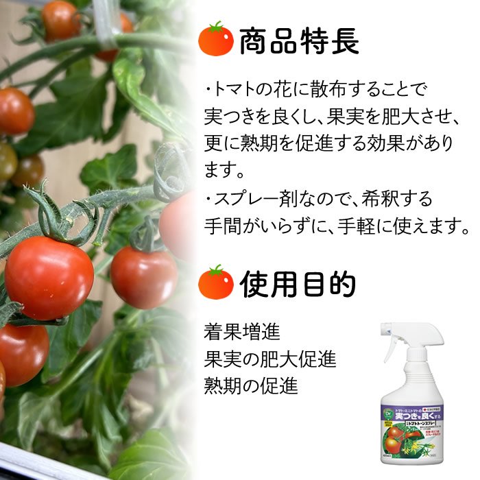 MKS-T821 | Vilmorin Mikado Japan