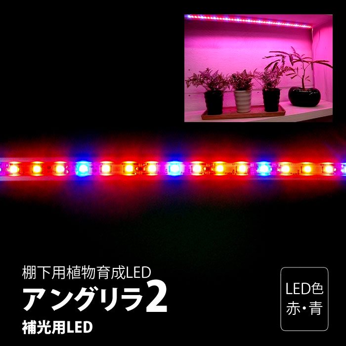 棚下用植物育成LED アングリラ2