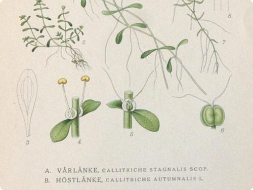 Atlas rostlin 植物図鑑 チェコ 植物図鑑 ボタニカルアート 植物画集 ヴィンテージ Atlas