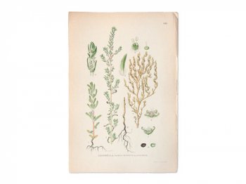 古い植物解剖図 645b