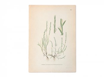 古い植物解剖図 661a